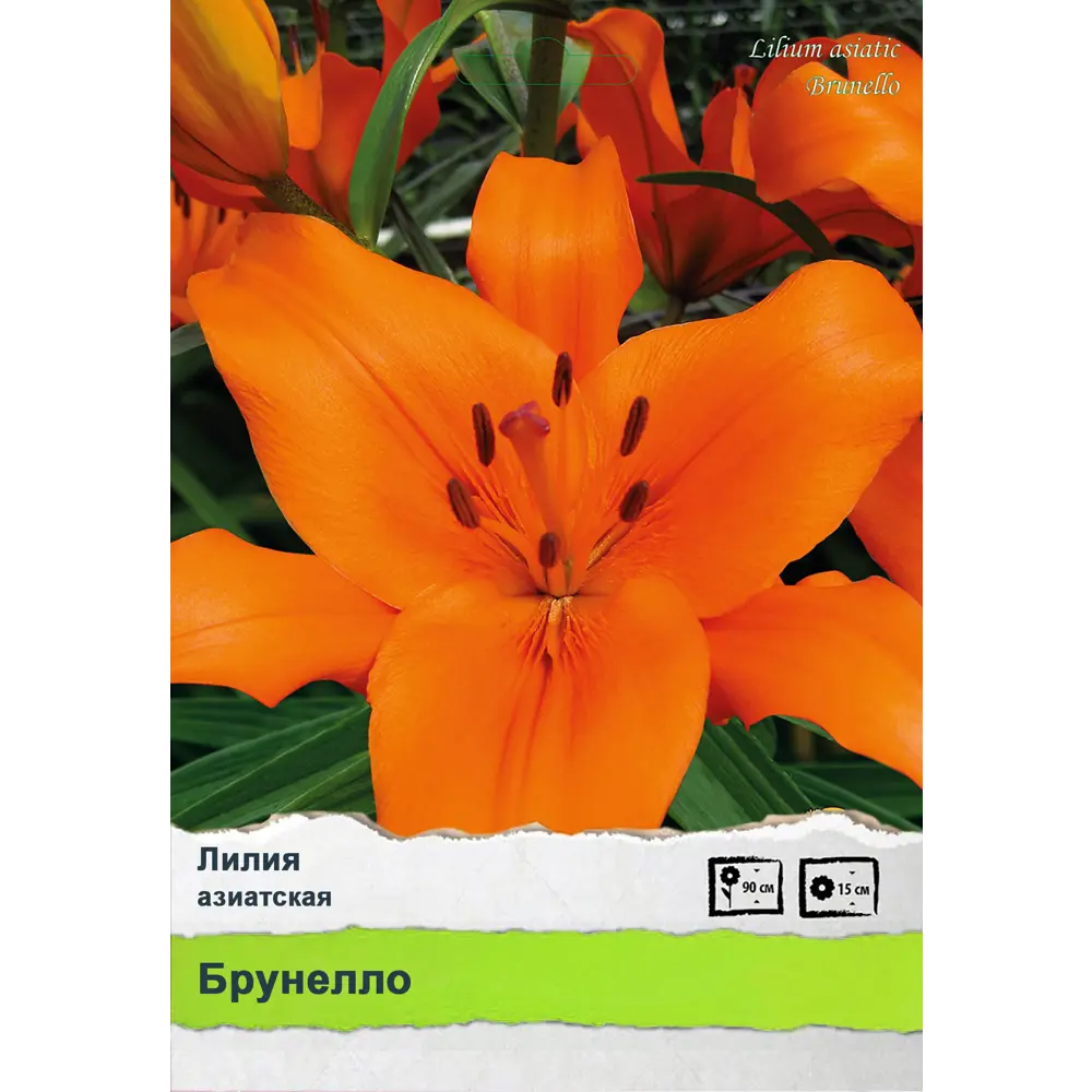 Лилия Промо ПОИСК STLM-2102488 - Вид №1