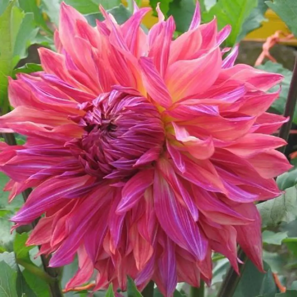 Георгина Пенхил Дарк Монарх 1 шт. 83628454 STLM-2116379 BOTANIC COLLECTION 