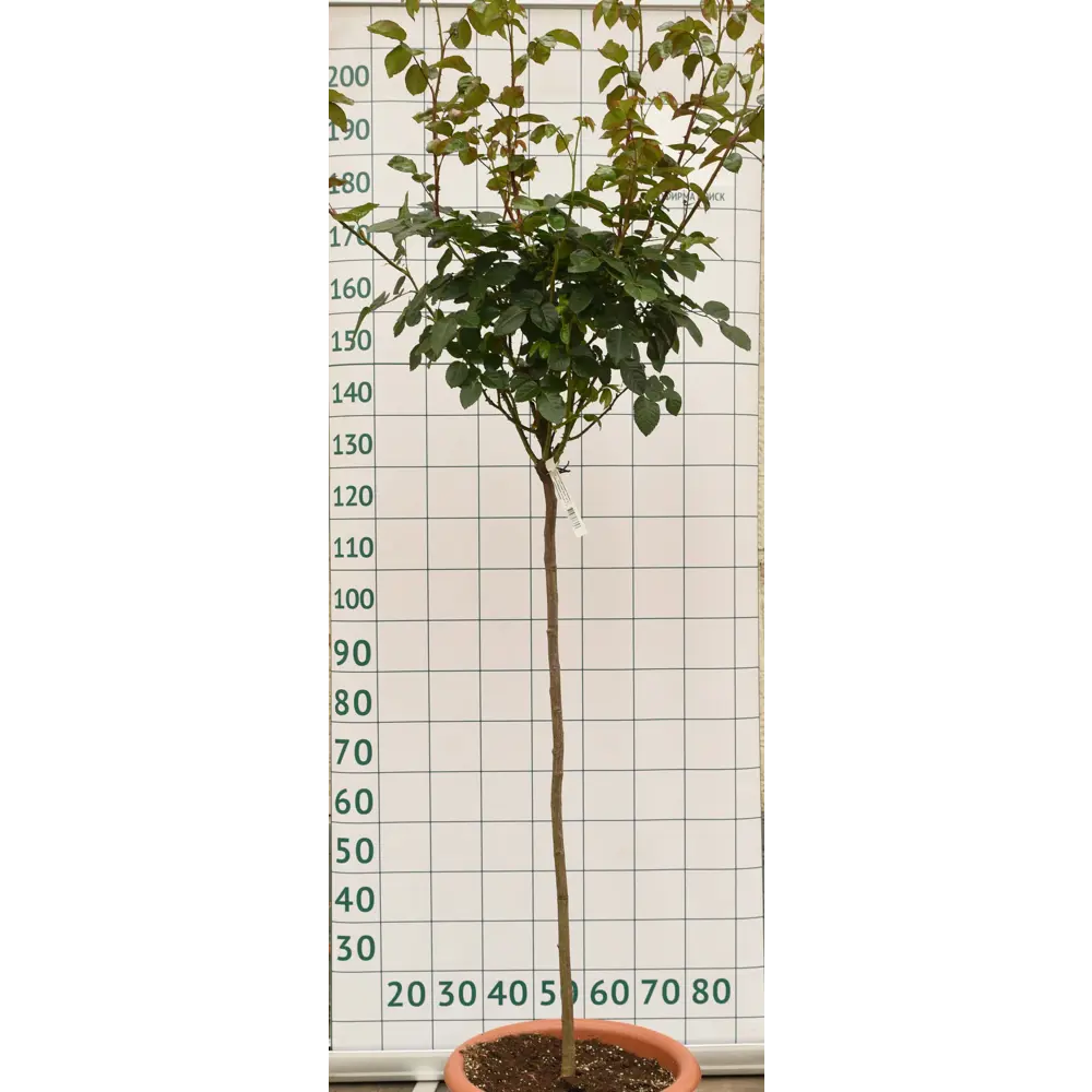Роза штамбовая «Пёпл Эден» 45x70 см 82676645 STLM-2055452 Santreyd 