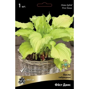 Хоста гибридная Фест Данс - многолетнее корневище с разноцветными цветами 89433466