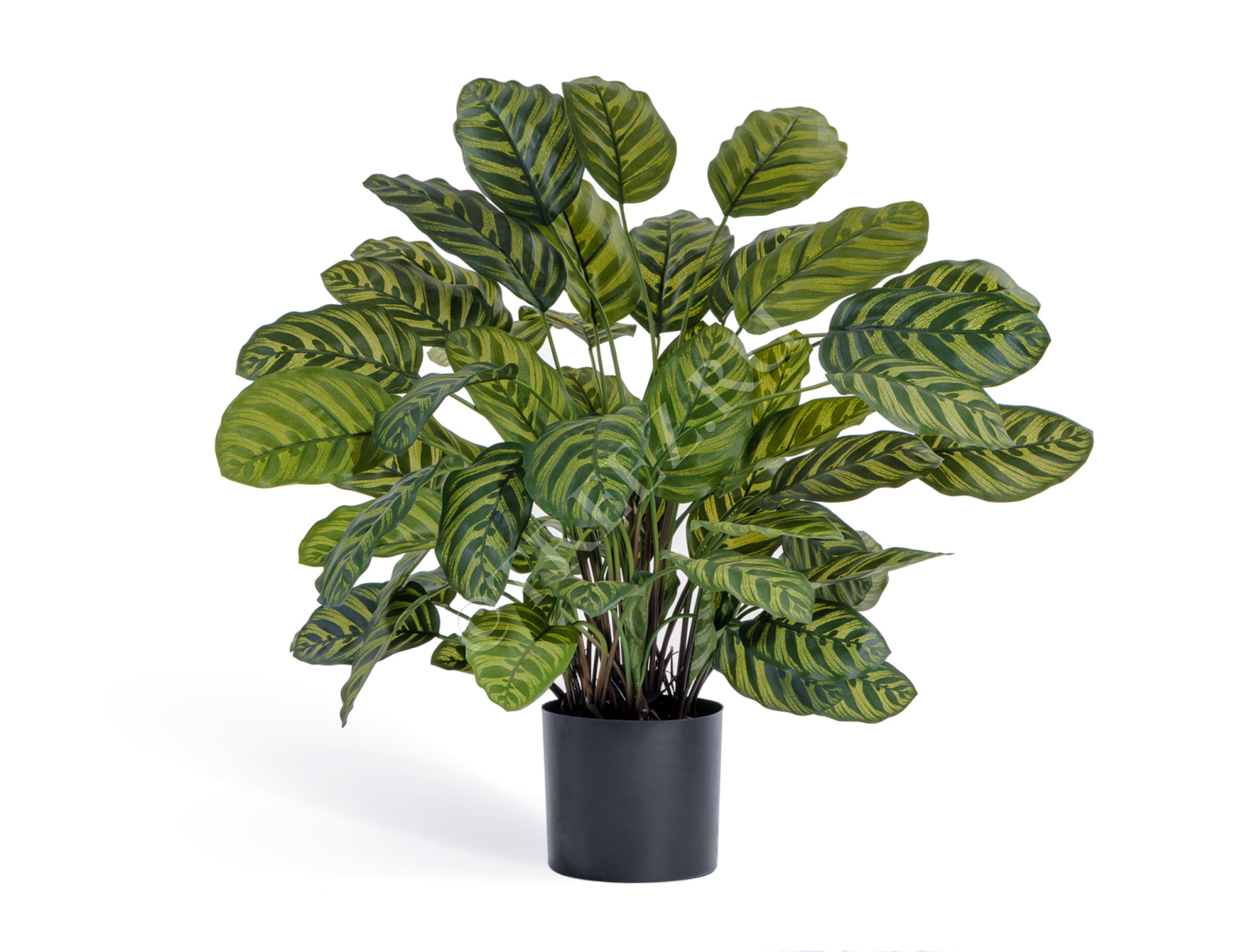 20.1014N Калатея крупнолистная в горшке Цветочная коллекция  - Вид №1