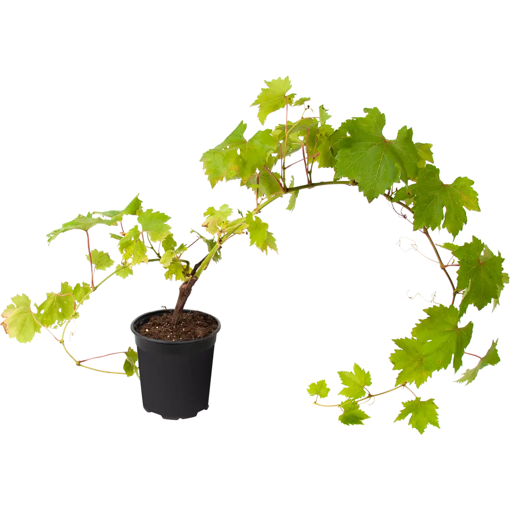 Виноград плодовый «Кишмиш лучистый» 17.5x40 см 82585388 STLM-2200112 Santreyd 