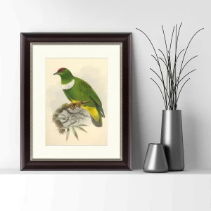 Литография на тонированной бумаге 42х52 см "Белозобый пёстрый голубь, литография, 1870г" КАРТИНЫ В КВАРТИРУ  093844 Бежевый;белый;зеленый;разноцветный