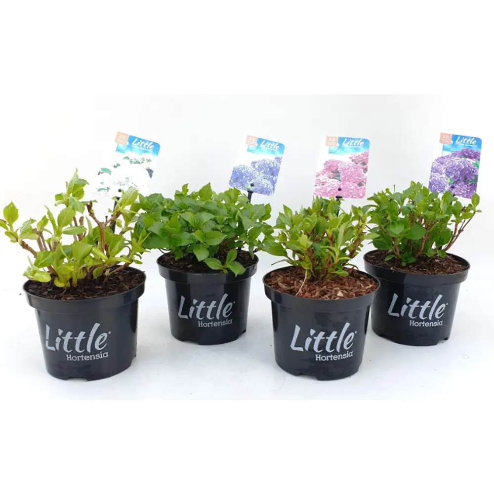 Гортензия макрофила микс ø17 h20 см Santreyd STLM-2179633