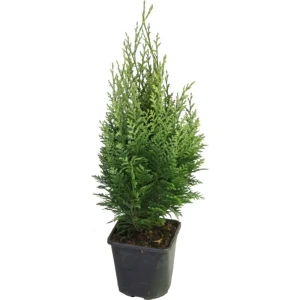Кипарисовик Лавсона Элвудс Эмпайр ø13 h40 - 45 см