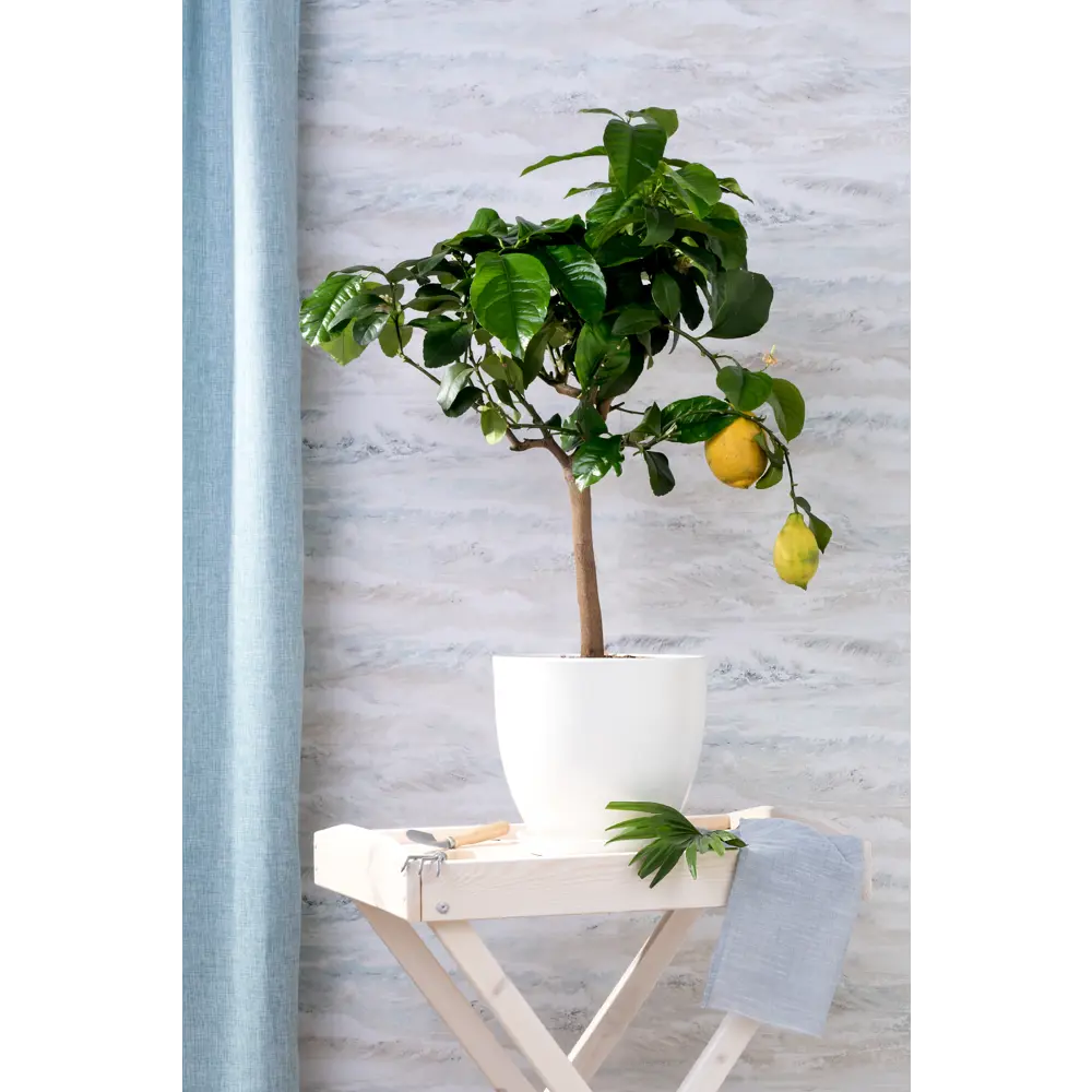 Инструм-Агро: Набор для ухода за растениями с лопатками и рыхлителем 14381115 STLM-0004832 - Вид №5