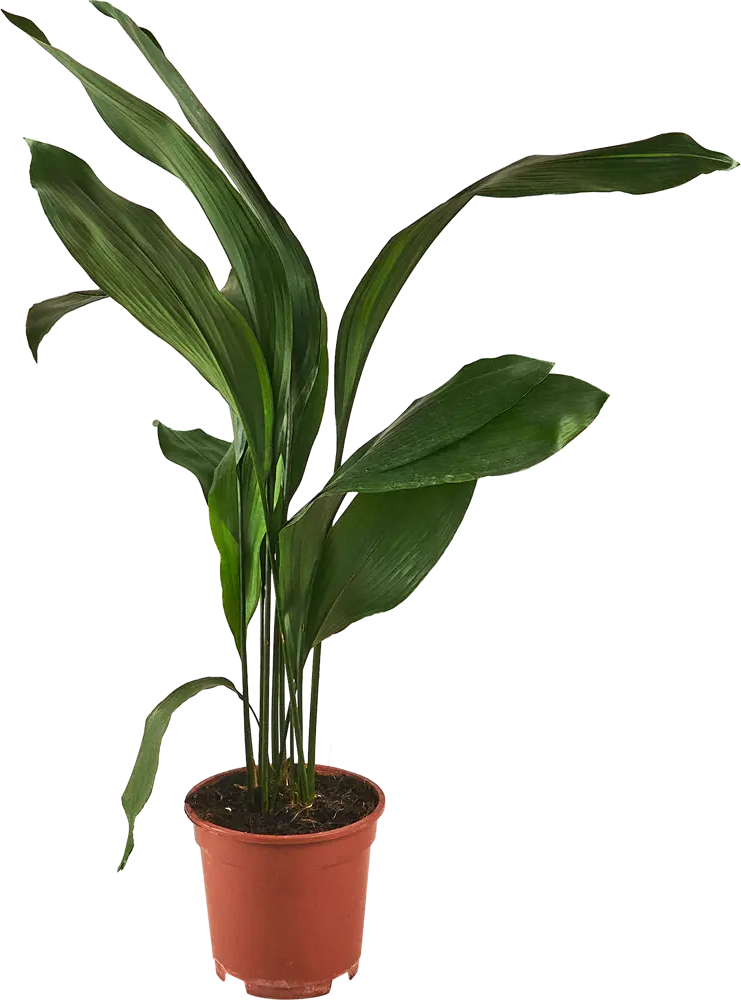 Santreyd Аспидистра Элатиор — изысканное комнатное растение с пышной листвой 87819684