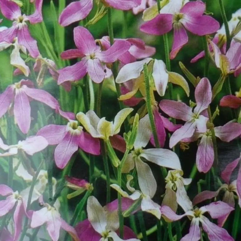 САДОК Маттиола «Летний вечер» - ароматный ночной цветок для сада 18580648 STLM-1581812