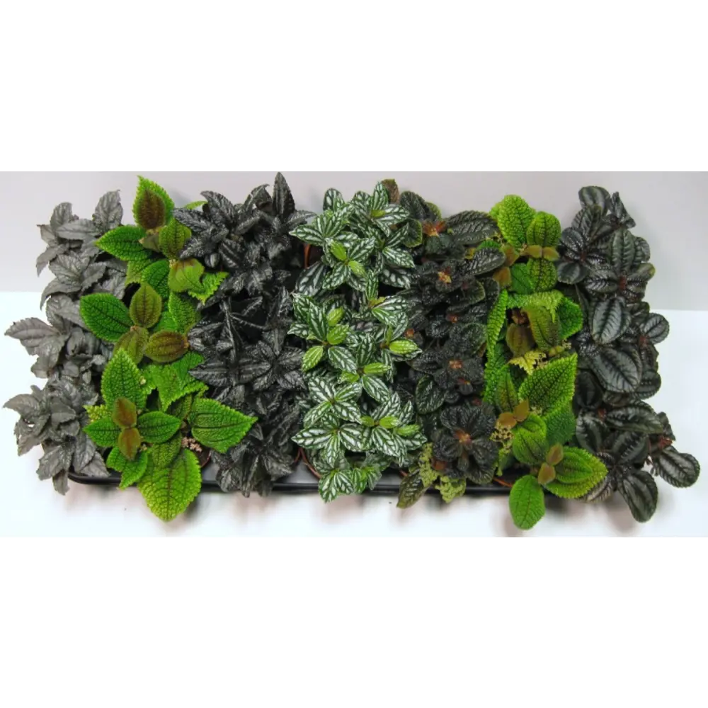 Santreyd Плант микс — живая композиция для интерьера 25 см 82741530 STLM-0035256 - Вид №2