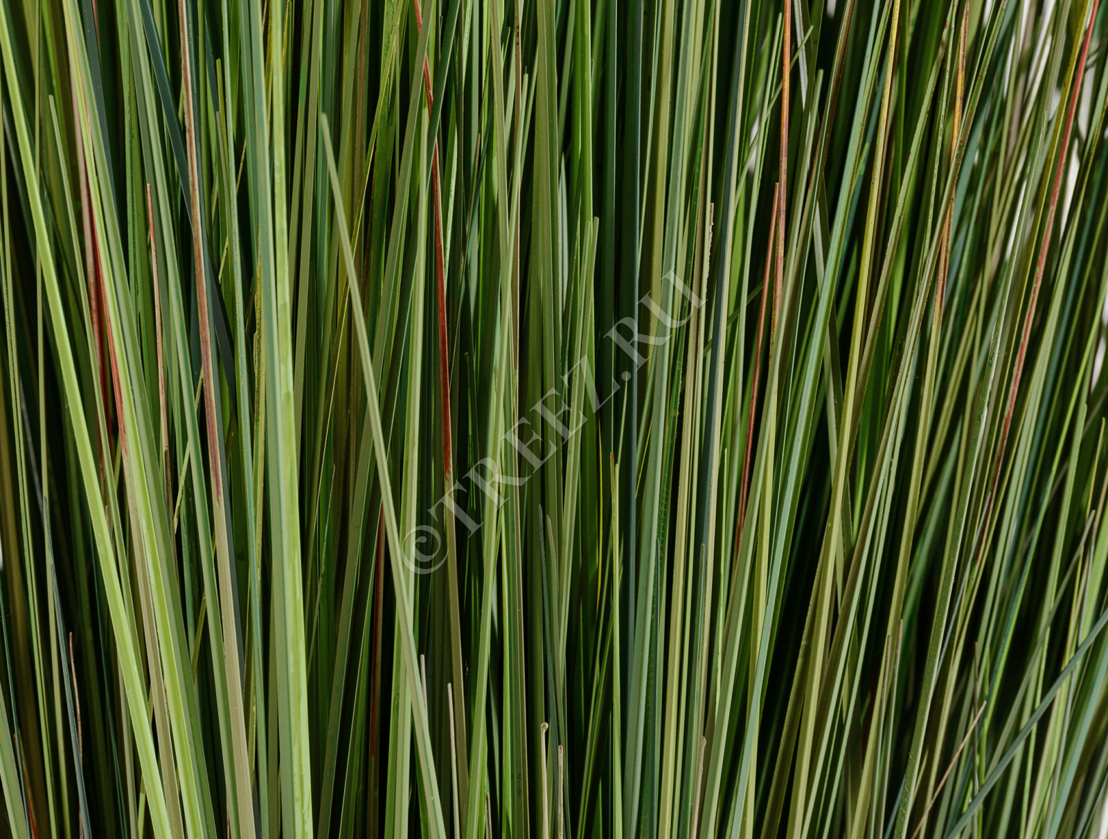 20.1040NX Трава Осока куст Цветочная коллекция  - Вид №1