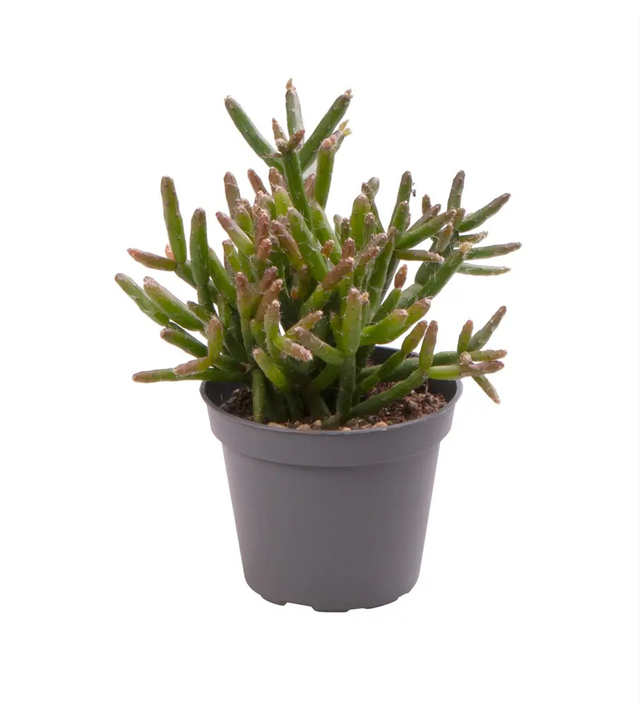 Santreyd Рипсалис Бурчелли — живой коралловый акцент для интерьера 89375041