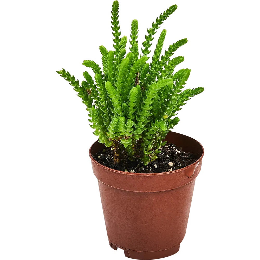 Santreyd Крассула плаунковидная — изящный суккулент для вашего интерьера 87819709 STLM-0075896 - Вид №1