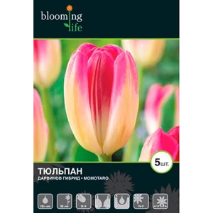 Тюльпан «Момотаро» 16397348 STLM-2003969