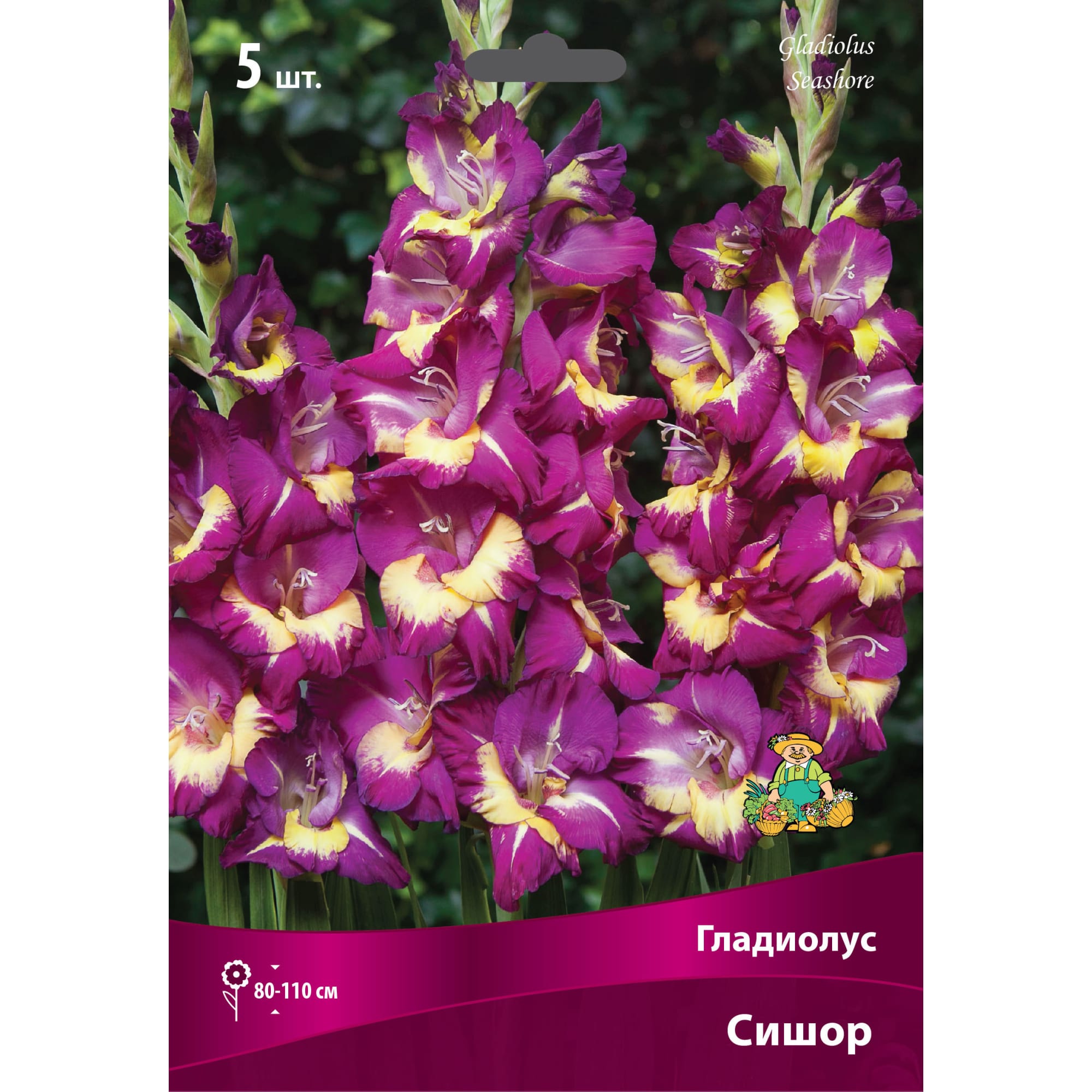 83596960 Гладиолус крупноцветковый Сишор луковица 12/14 Santreyd 