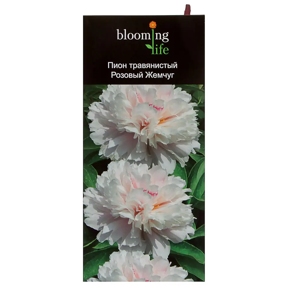 Пион травянистый «Розовый жемчуг» (в тубе) 81948488 STLM-2171021 Santreyd 