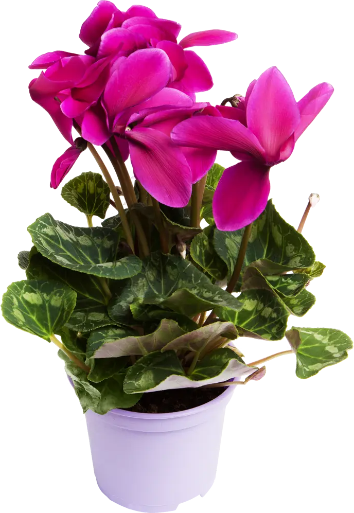 Цикламен Santreyd - изящное украшение интерьера с ярким цветением 12511916