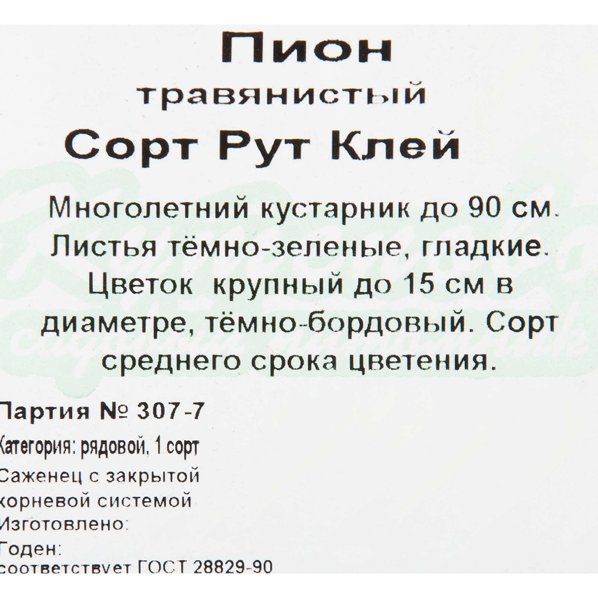 82594923 Пион травянистый красноцветущий «Рут Клей» 15x30 см Santreyd  - Вид №1