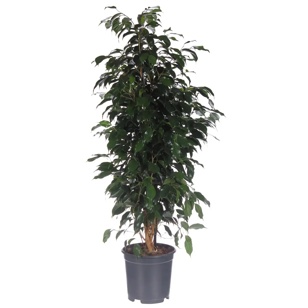 Фикус Бенджамина «Даниеле» от Santreyd — элегантное украшение интерьера 82046447 STLM-0018331