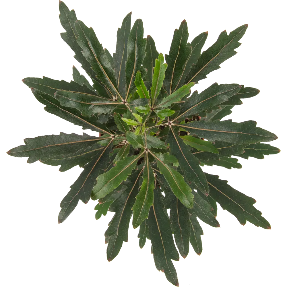 Santreyd Шеффлера мик — декоративное растение для интерьера 82932704 STLM-0038097 - Вид №4