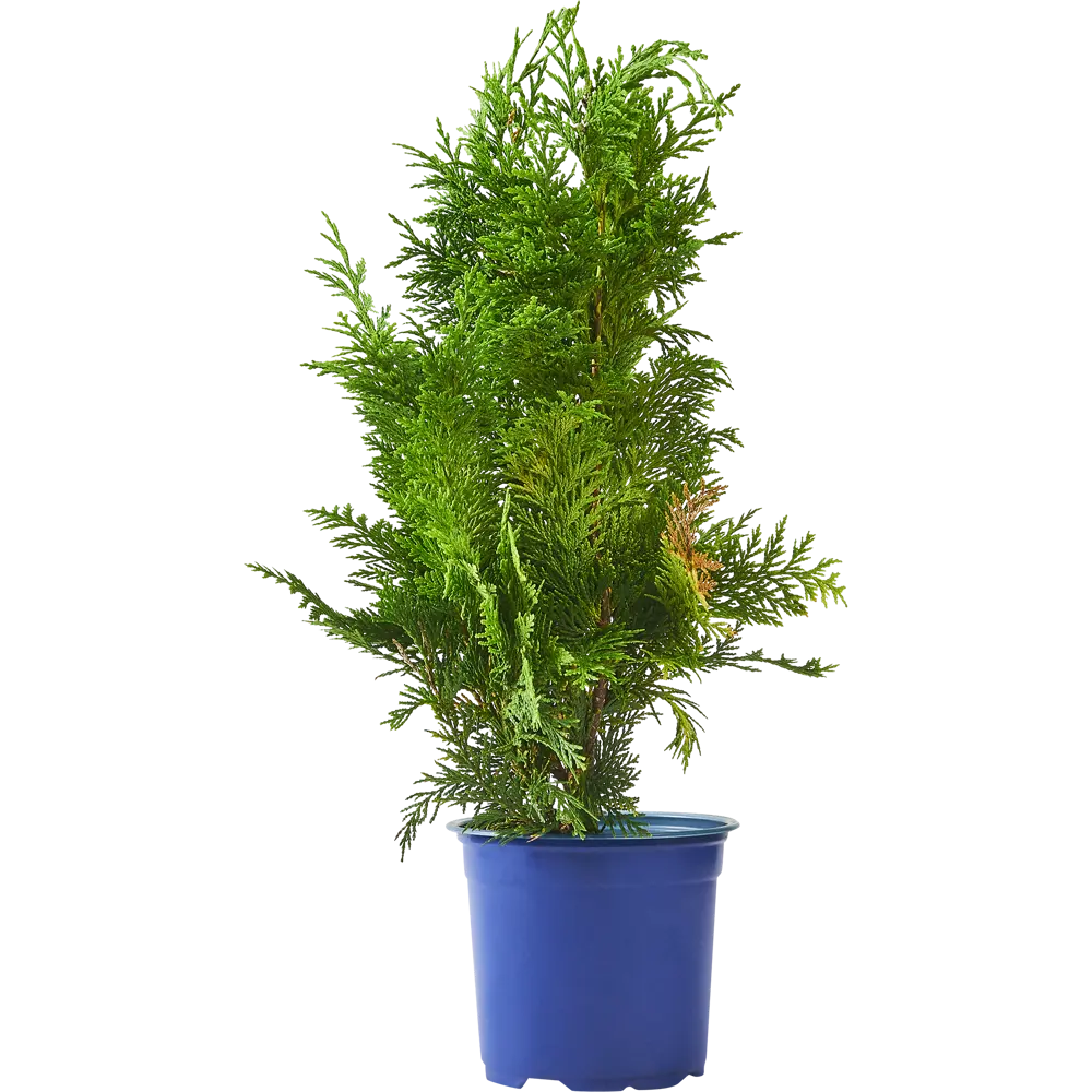 Кипарисовик Лавсона «Ивонне» С1, 30-35 см 81969329 STLM-2094289 PLANTMARKET 