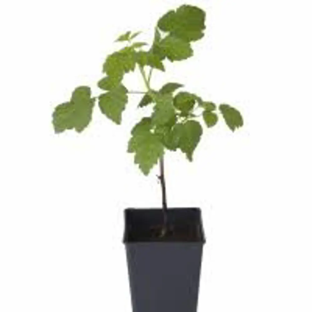 Малина обыкновенная Маросейка пакет 89465369 STLM-2060564 PLANTMARKET  - Вид №1