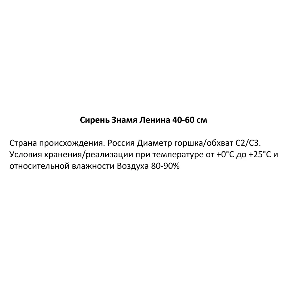 Сирень Знамя Ленина ø19 см h40-60 см 85087648 STLM-2127950 Santreyd  - Вид №3