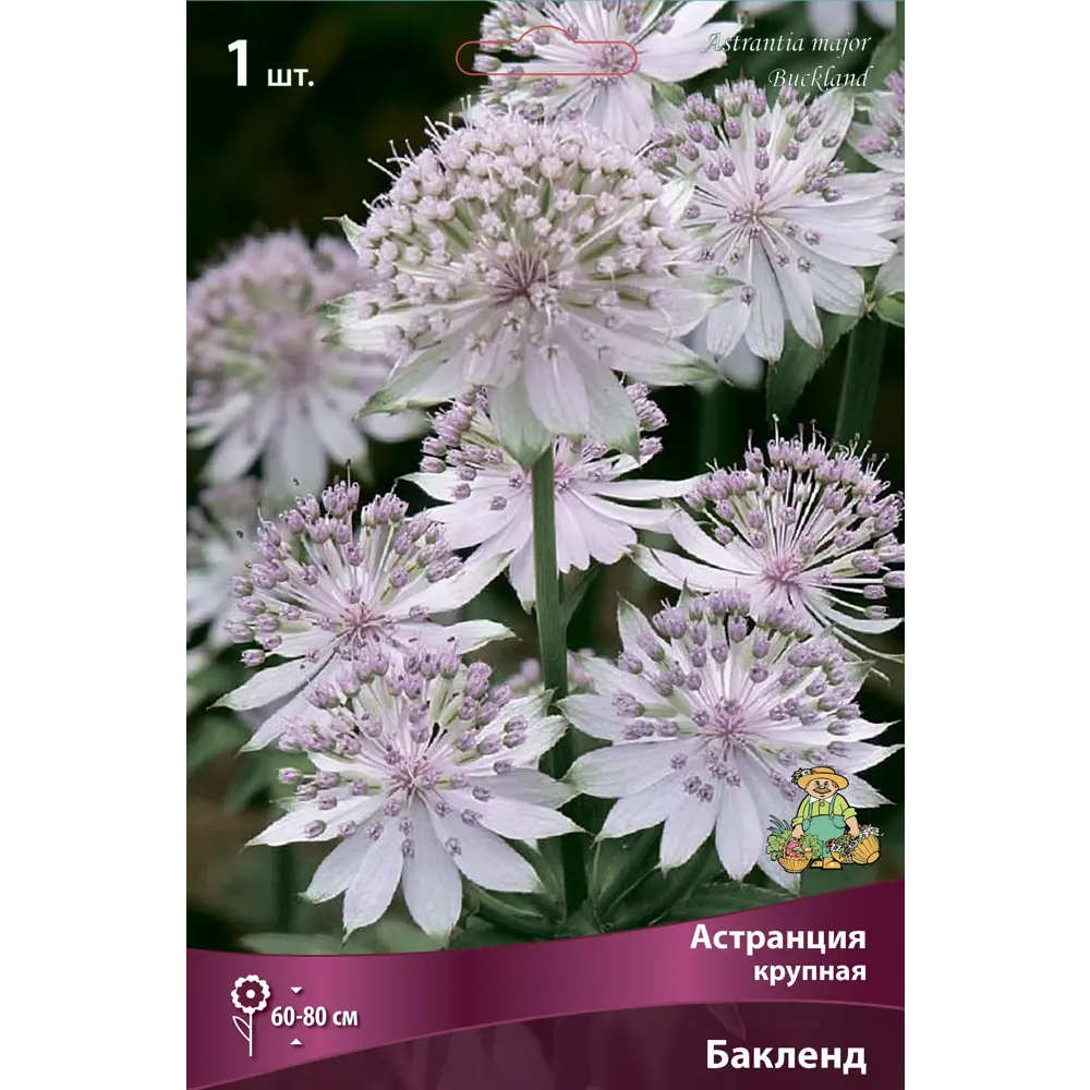 Астранция крупная Бакленд 86410118 STLM-2019918 ПОИСК 