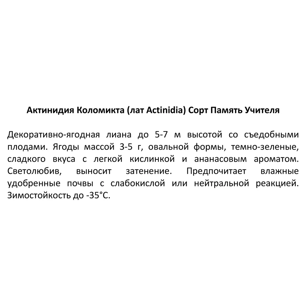 Актинидия коломикта Памяти Учителя ø15 h15 см 85607940 STLM-2025839 Santreyd  - Вид №3