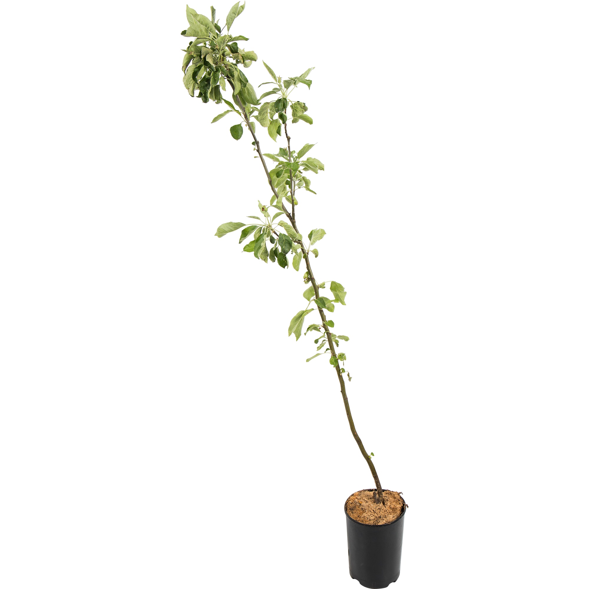 82597155 Яблоня «Осеннее полосатое» C4 высота 140 см Santreyd 