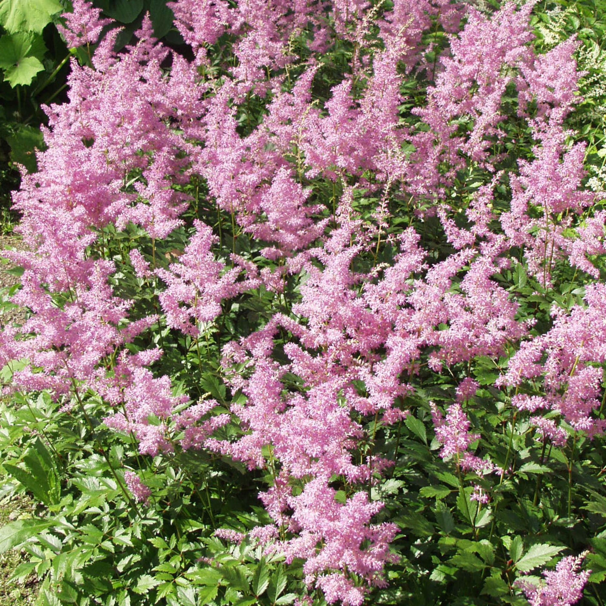 81954862 Астильба арендса С1 «Аметист» Santreyd  - Вид №3