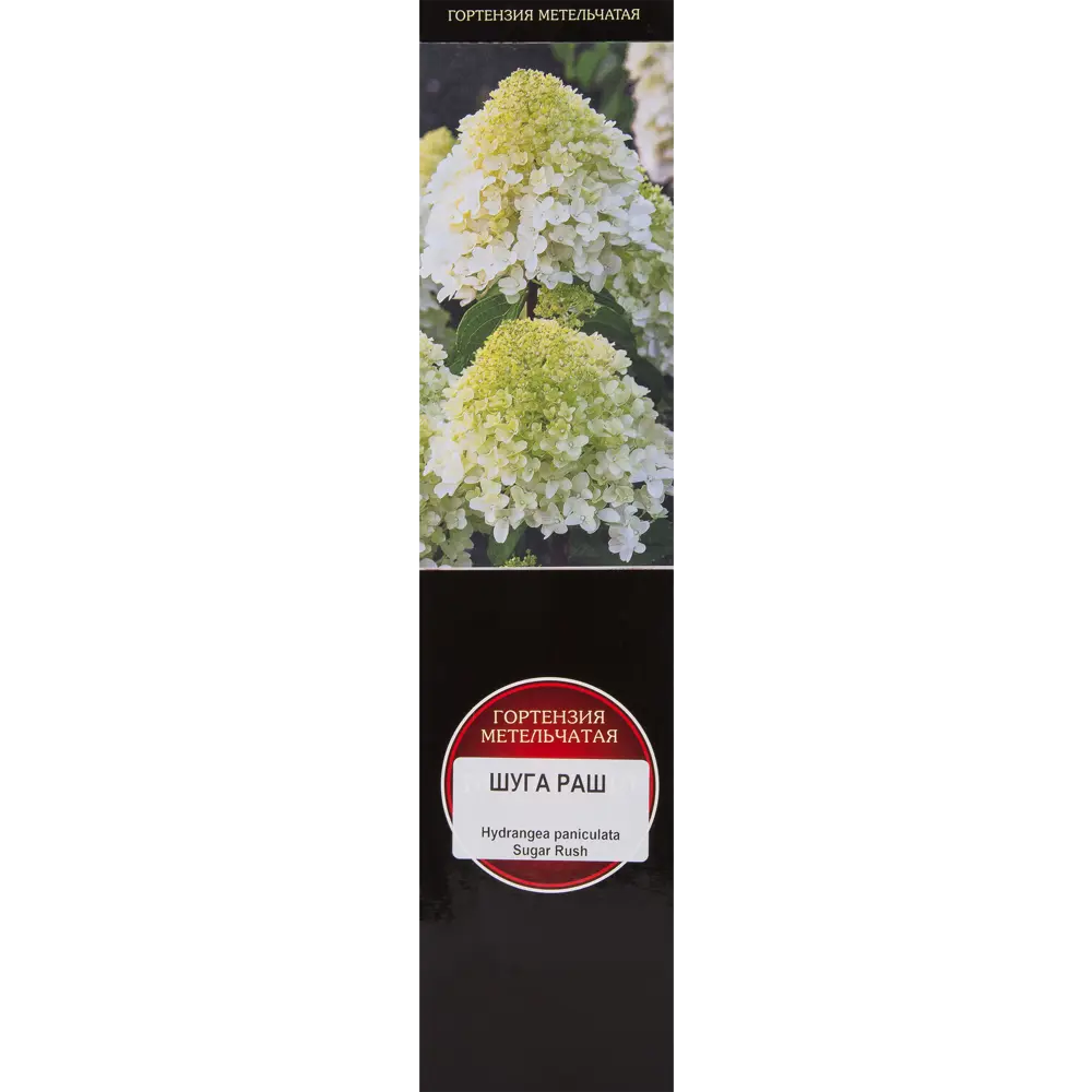 Гортензия метельчатая Шуга Раш Santreyd STLM-2128707