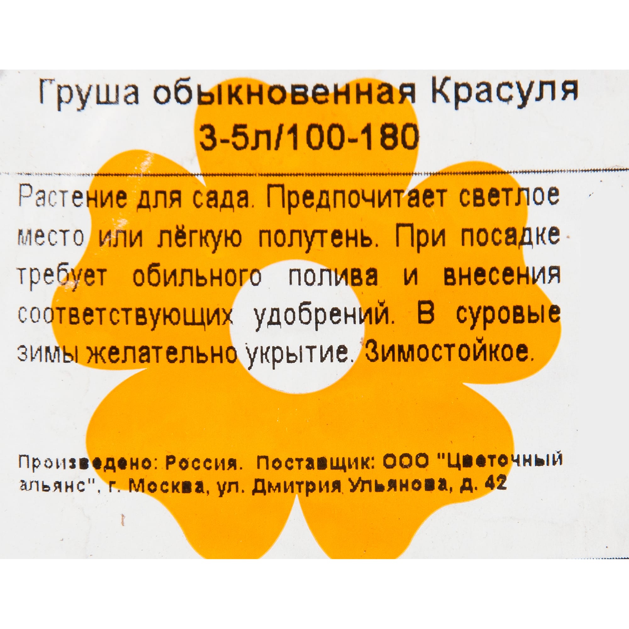 82601714 Груша обыкновенная «Красуля» 3-5 л высота 100-180 см Santreyd  - Вид №1
