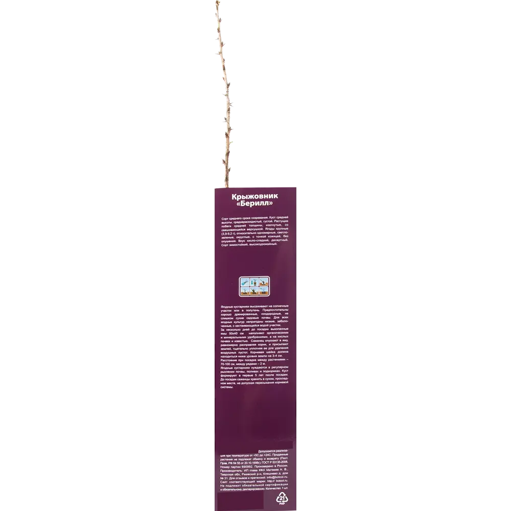 Крыжовник Берилл в тубе 82539566 STLM-2183160 BOTANIC COLLECTION  - Вид №2