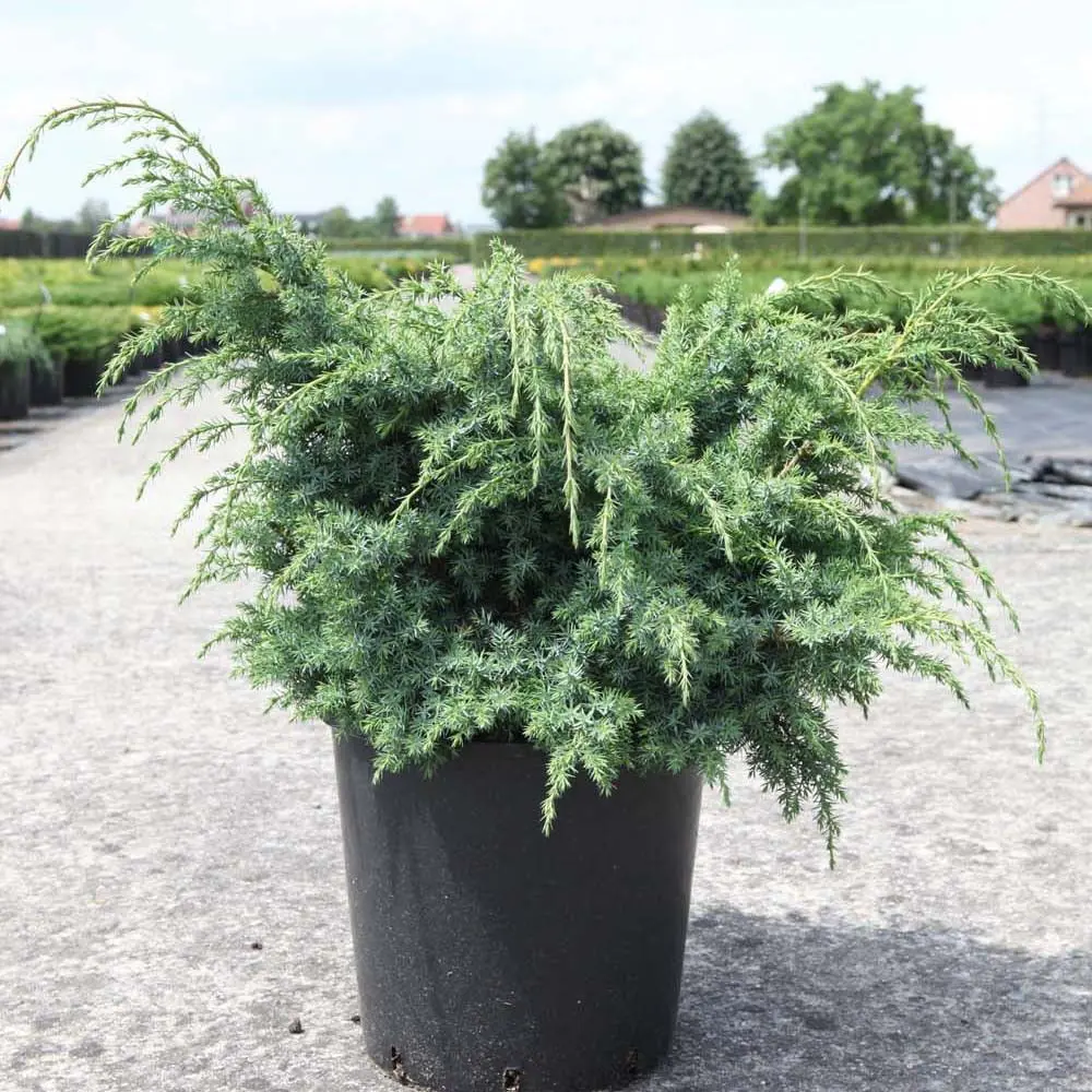 Можжевельник китайский Блю Алпс ø11 h20 - 25 см 87691106 STLM-2018111 PLANTMARKET 