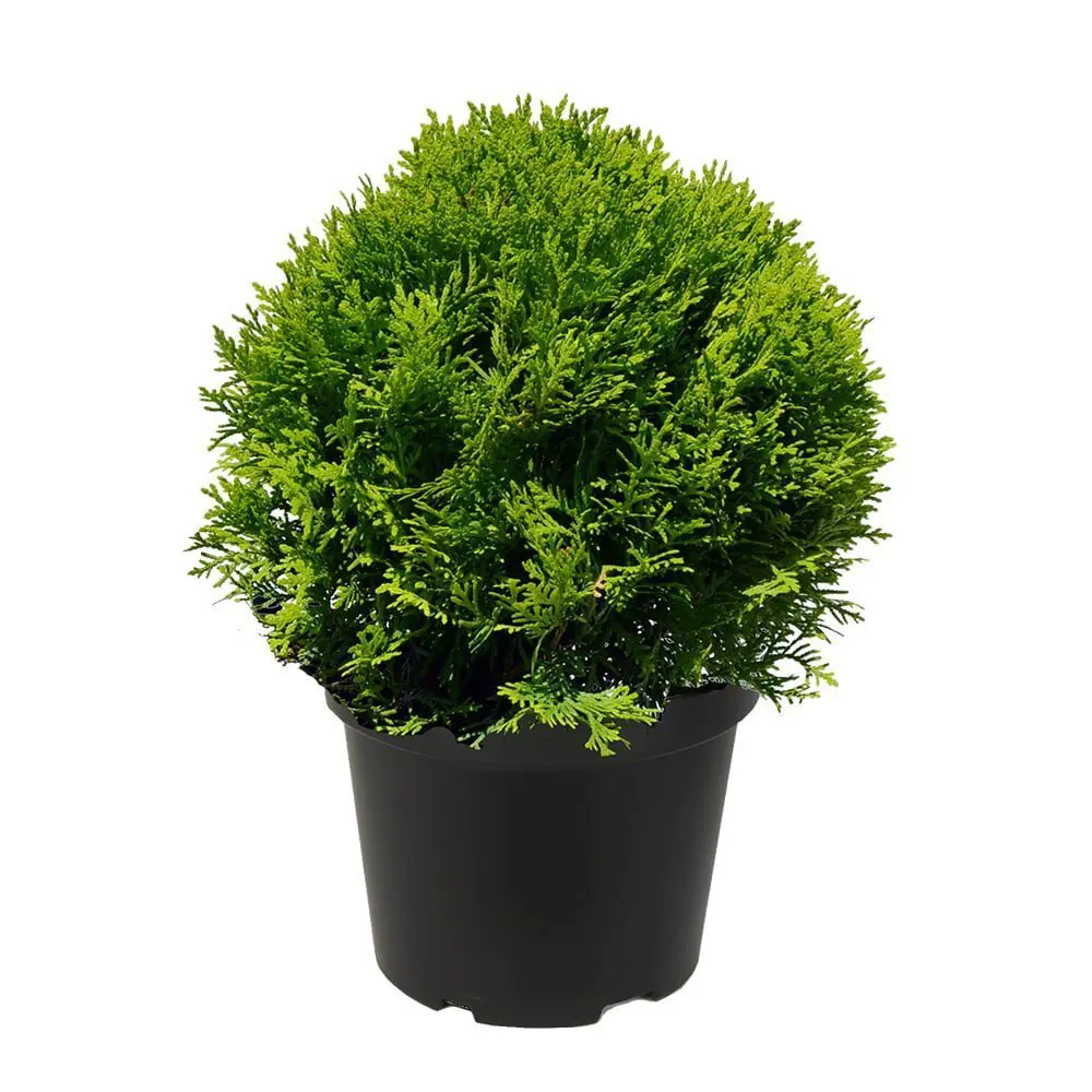 Туя западная Даника ø11 h12 - 15 см 87691095 STLM-2044628 PLANTMARKET 
