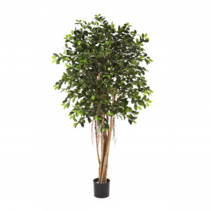 2000983189998 Фикус Ретуса 150 см COSMO RED