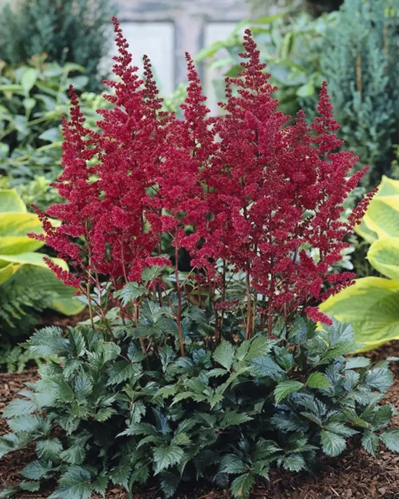 Астильба Бургунди Ред Santreyd - многолетник с винно-красными соцветиями 85324892