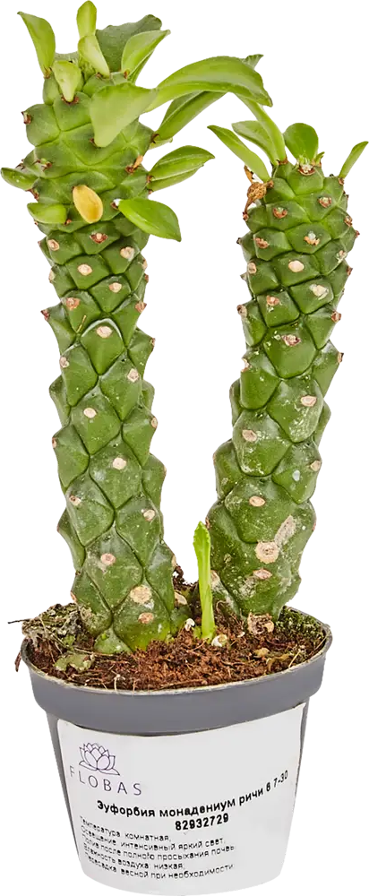 Santreyd Эуфорбия Монадениум Ричи - суккулент для дома 82932729