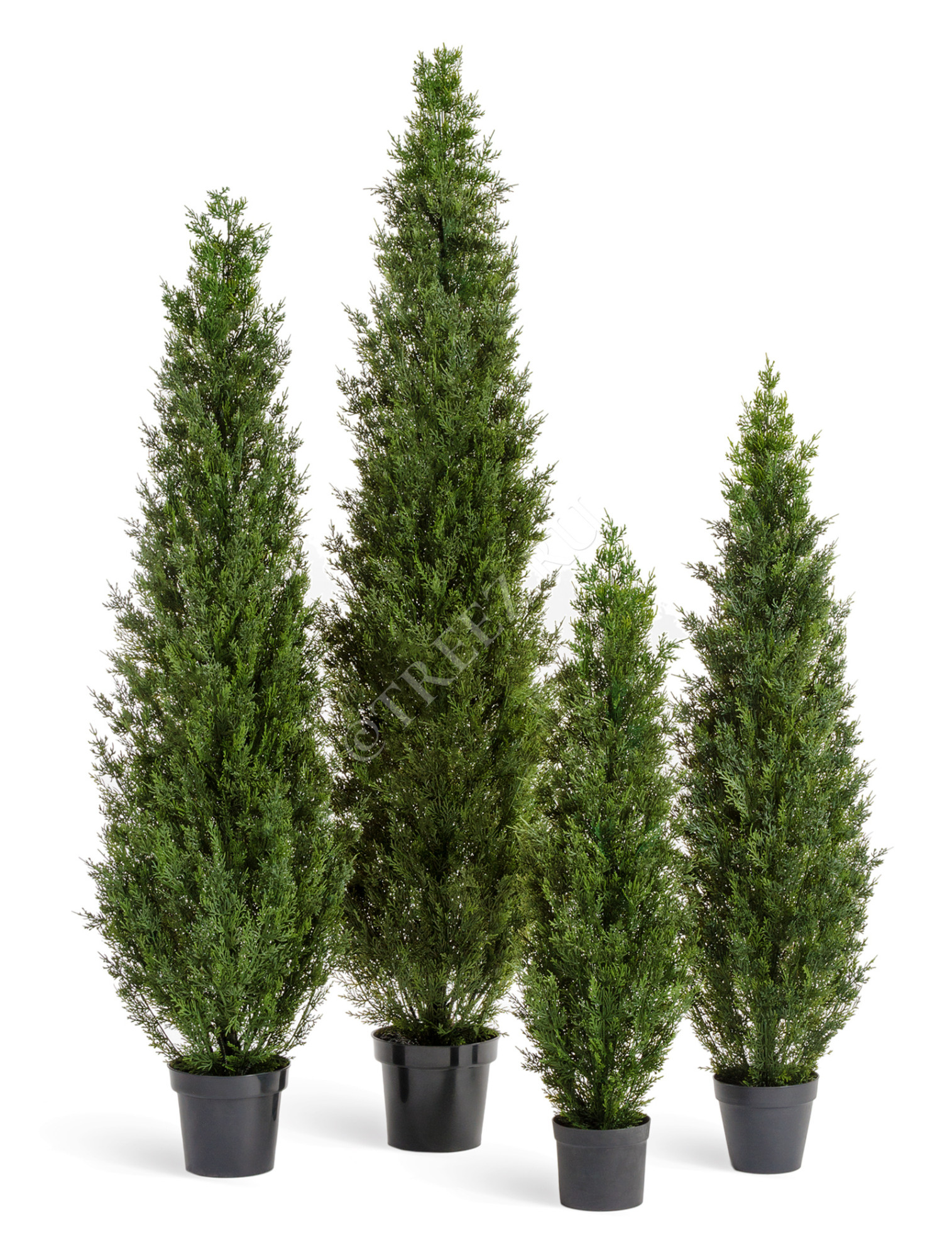 10.0218058/4N Туя уличная Смарагд Элегант Цветочная коллекция 