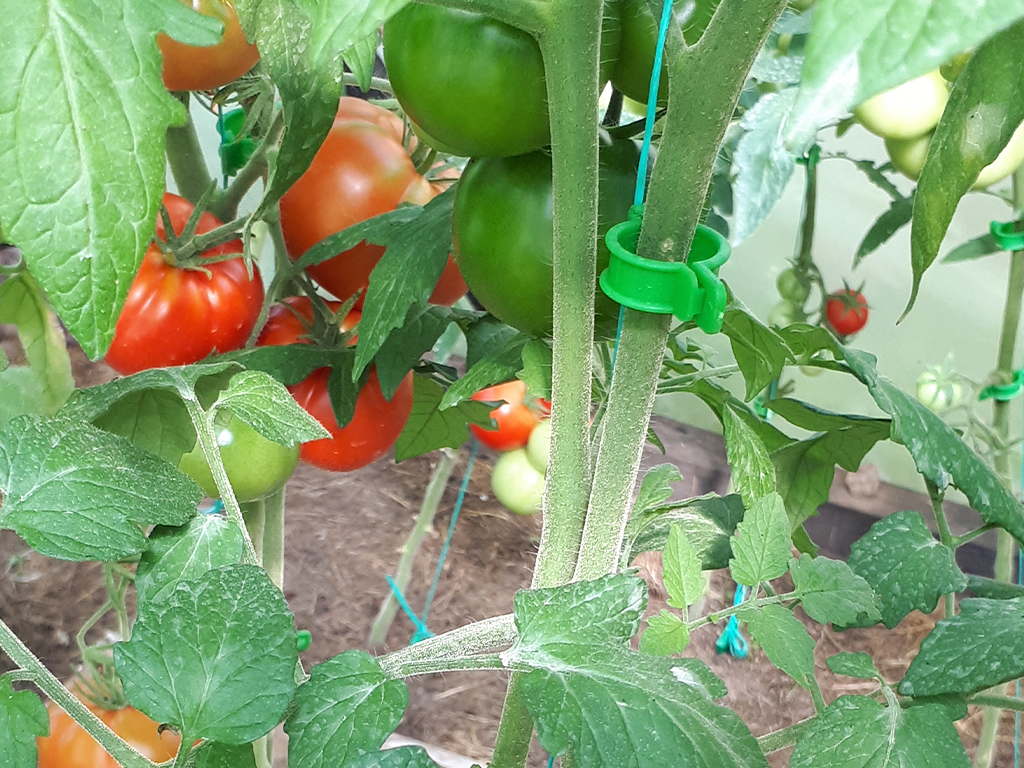 Клипса для крепления растений, 100 шт ГеоПластБорд GPBST-193 - Вид №5