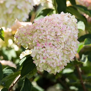 Гортензия метельчатая Cotton Cream от Santreyd - нежный садовый акцент 89369799