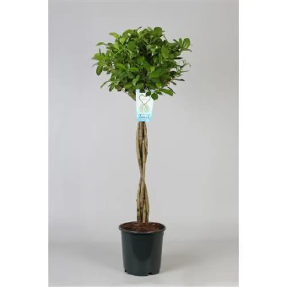 Фикус микрокарпа "Мокламе переплет" 24x120 см 82850363 STLM-2124491 Santreyd 