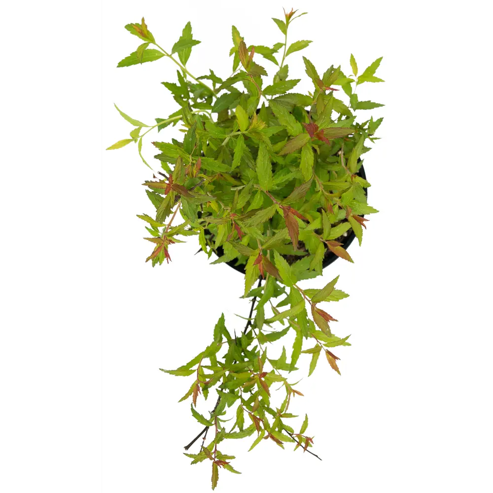 Спирея японская Darts Red от Santreyd — цветущий кустарник для живых изгородей 84841616 STLM-0055908 - Вид №2