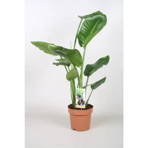 Стрелиция Николая Santreyd - комнатное растение для создания тропической атмосферы 89400420