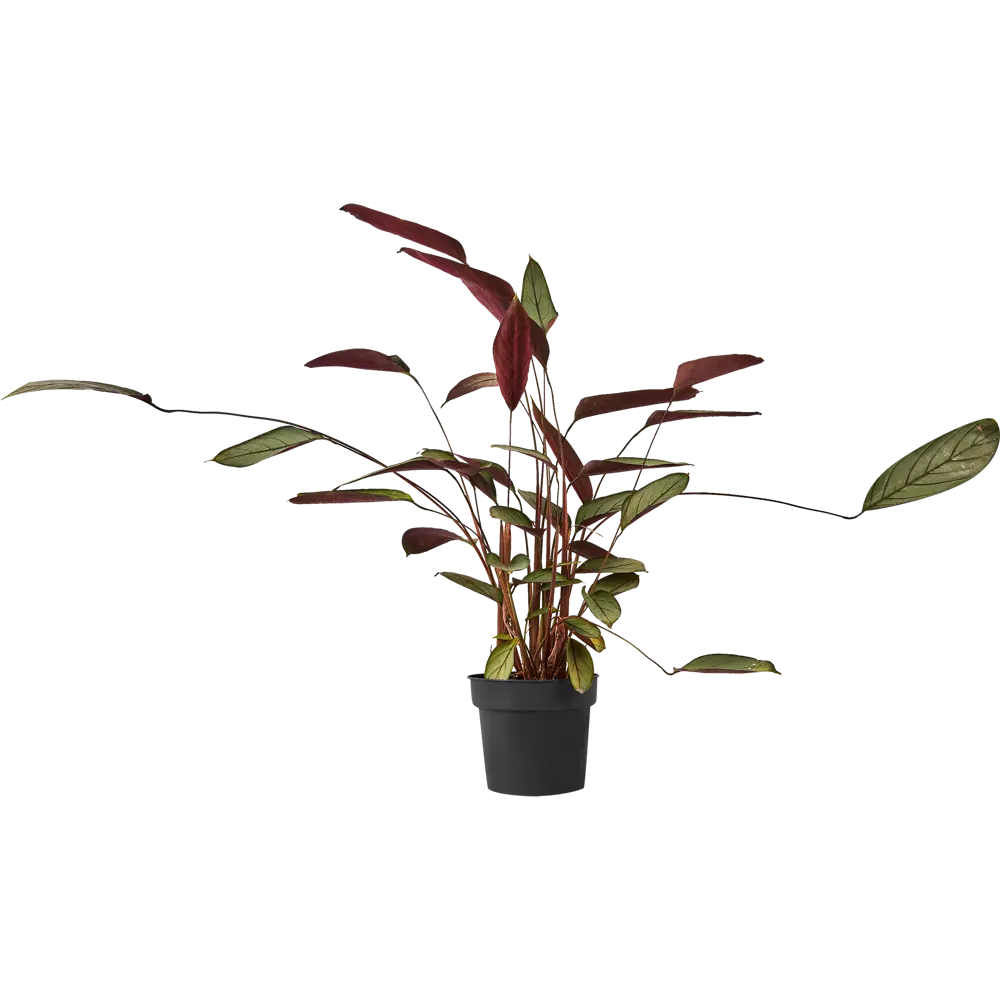 Santreyd Калатея микс — комнатное растение с декоративными листьями 86728035 STLM-0070972