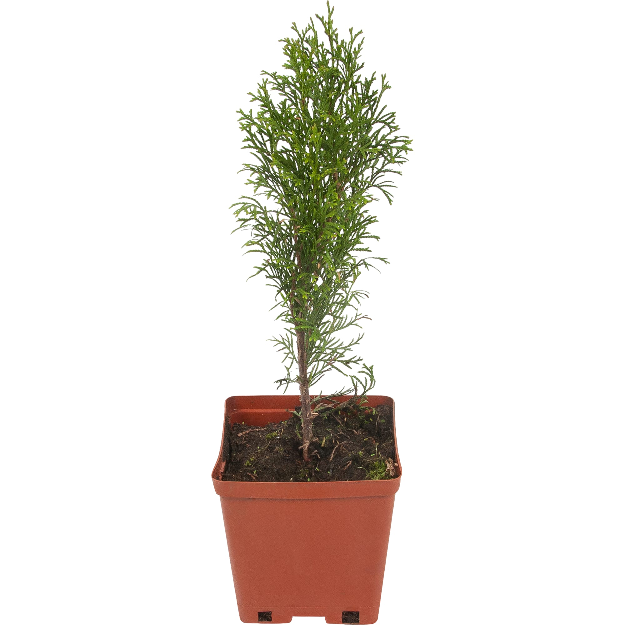 82596817 Туя западная «Смарагд» 15x30 см Santreyd 