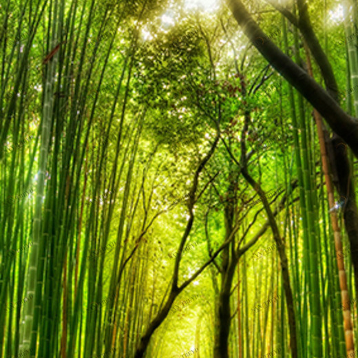 C1-271 Фотообои DIVINO Collection C 2.7х1 м C1271