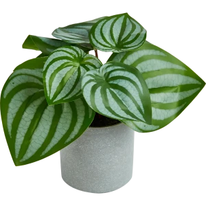 Искусственное растение в пластиковом горшке Atmosphera Калатея D17x18 см микс