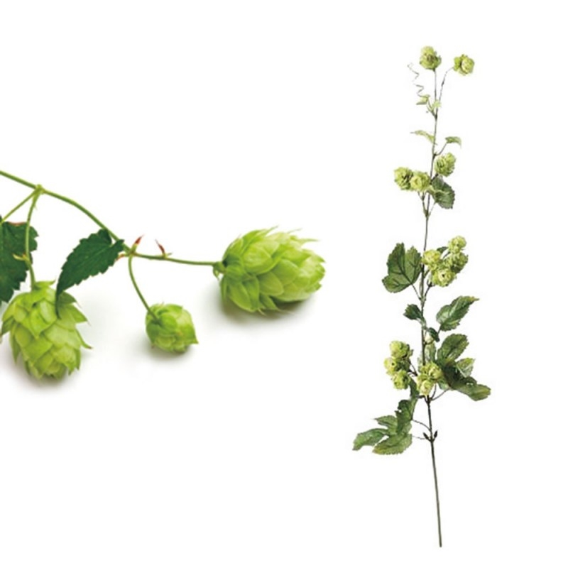 L32X10 Цветок хмеля Adriani e Rossi Зеленый  - Вид №3