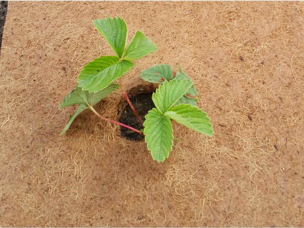 Мульча кокосовая Мульчаграм 20х150 см ГеоПластБорд GPBST-242 - Вид №8